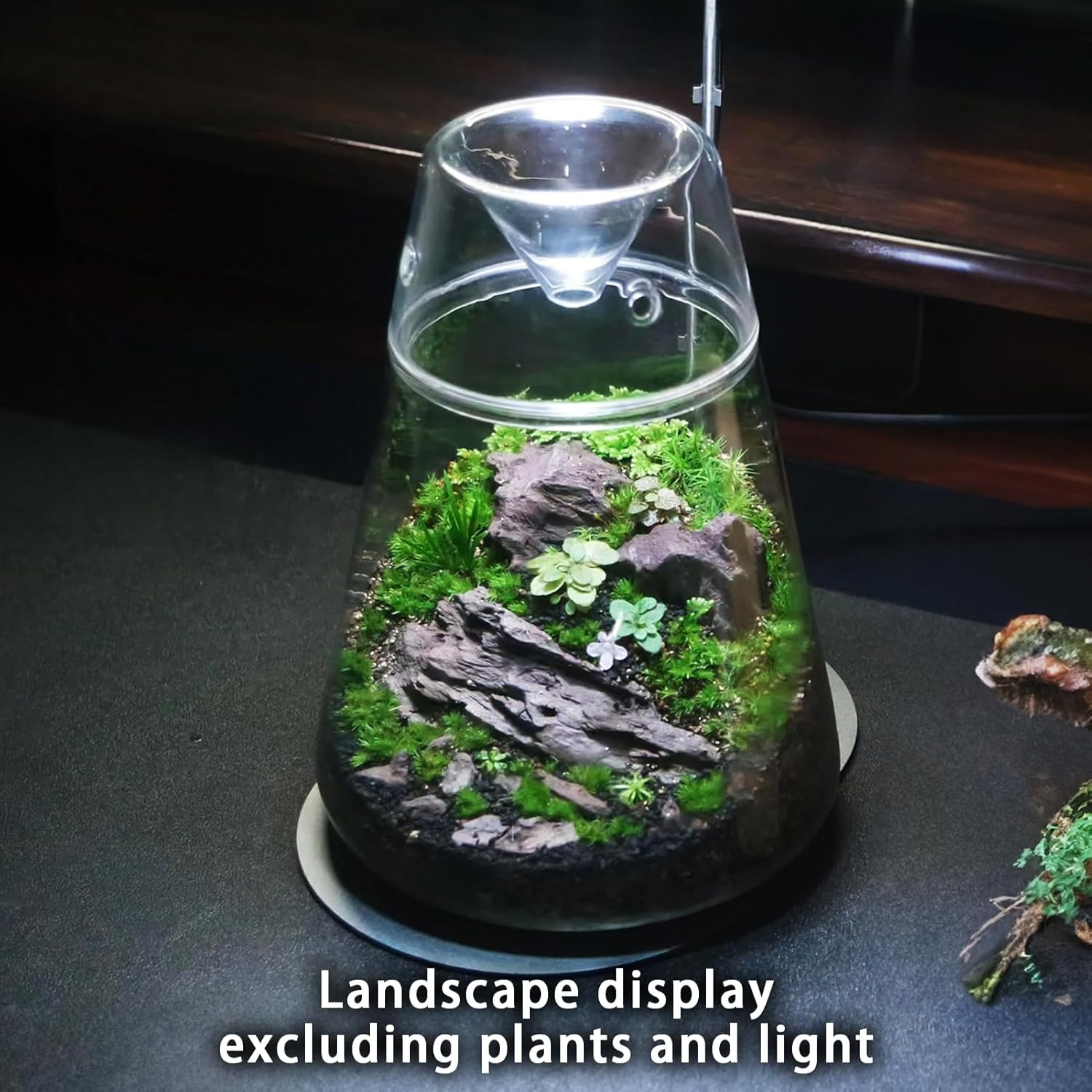 Glass Plant Terrarium with Lid 6.3"X7.9" Inches Succulent Air Planter Fern Moss Micro-Landscape Vase for Home Office Tabletop Decoration Container Indoor Wardian Copyright Patent image number 2