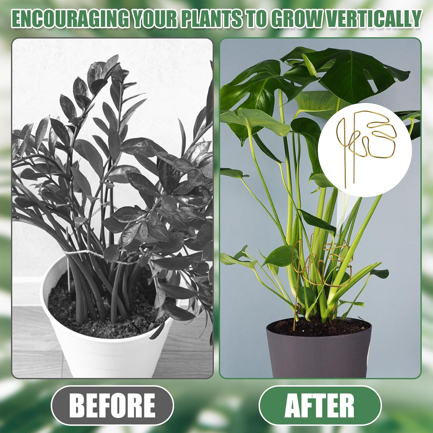 2Pcs Monstera Stand, Golden Stems Stands for Indoor Climbing Plants Reusable Plant Support for Indoor and Outdoor Plants image number 3