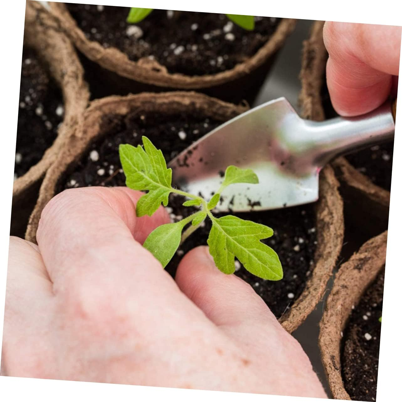 Parliky 1 Set Seedling Paper Cup Mini Pots for Plants Biodegradable Pulp Germination Cups Gardening Supply Nursery Plant Pots 8Cm 50Pcs image number 1