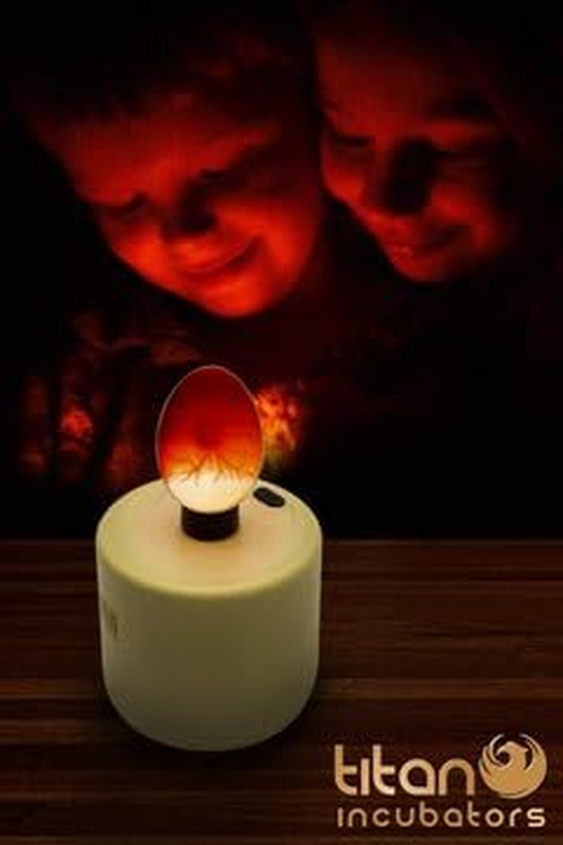 High Intensity Chicken Egg Candler/Egg Test - Battery Powered image number 2