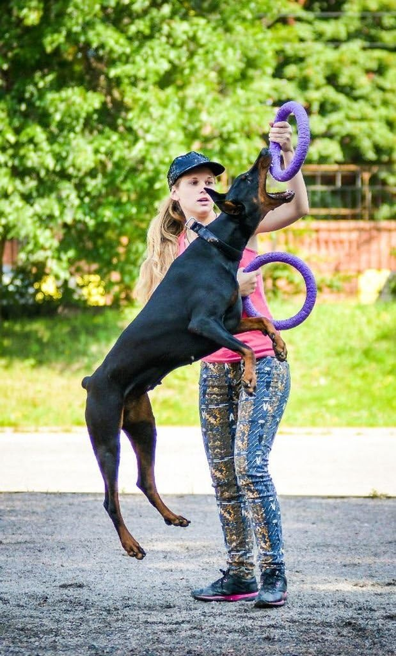 Puller Standard Two Rings Not Just Toy for Dogs Active Toy for Dogs Fitness Toys for Dogs Ideal for Medium and Large Breeds Dog image number 3