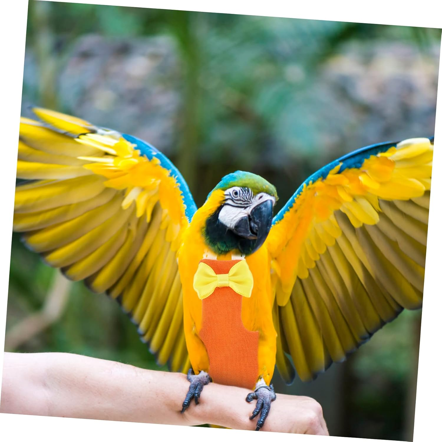 NOLITOY Parrot Diaper Clothes Bird Diaper for Birds Cockatiel Parakeet Outdoor Flight Suits Pigeon Pants image number 3