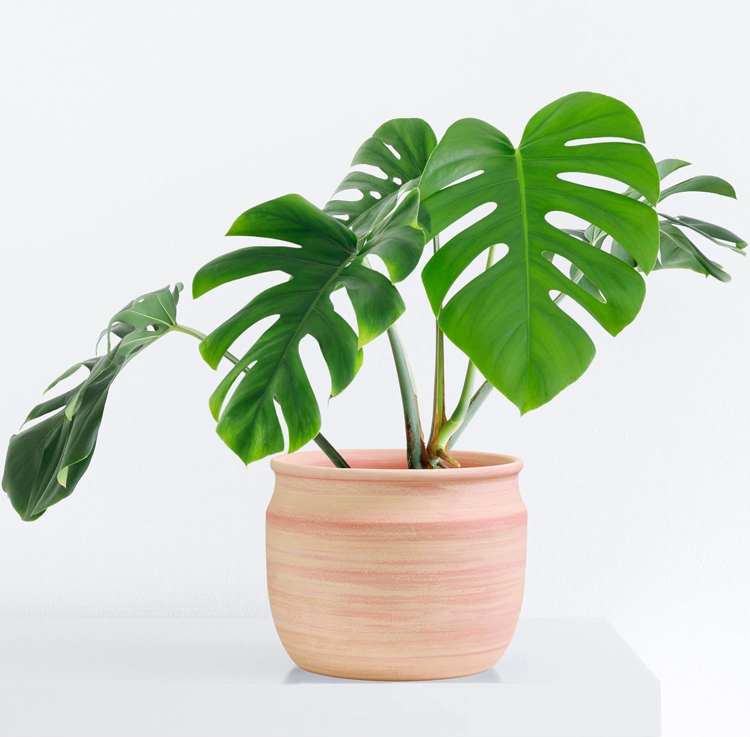 Olly & Rose Large Terracotta Planter - Terracotta Plant Pot 23Cm image number 2