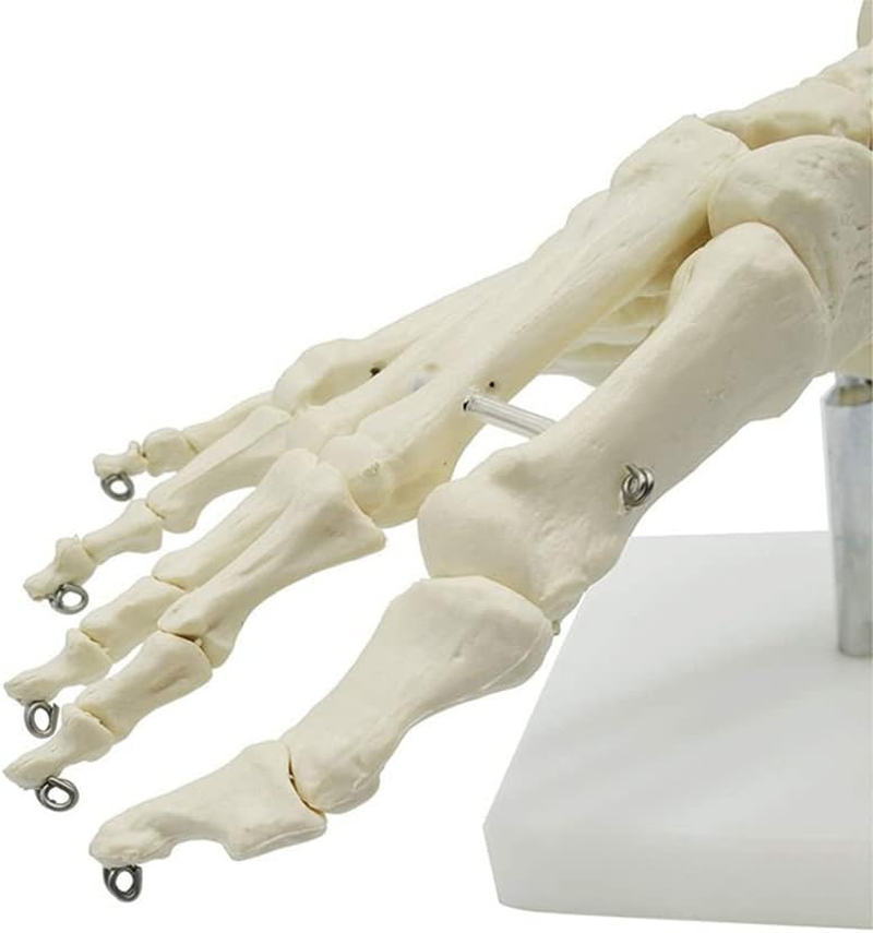 Veumoie 1:1 Human Skeleton Foot Anatomy Model Foot and Ankle with Anatomical Model Anatomy Teaching Resources image number 5