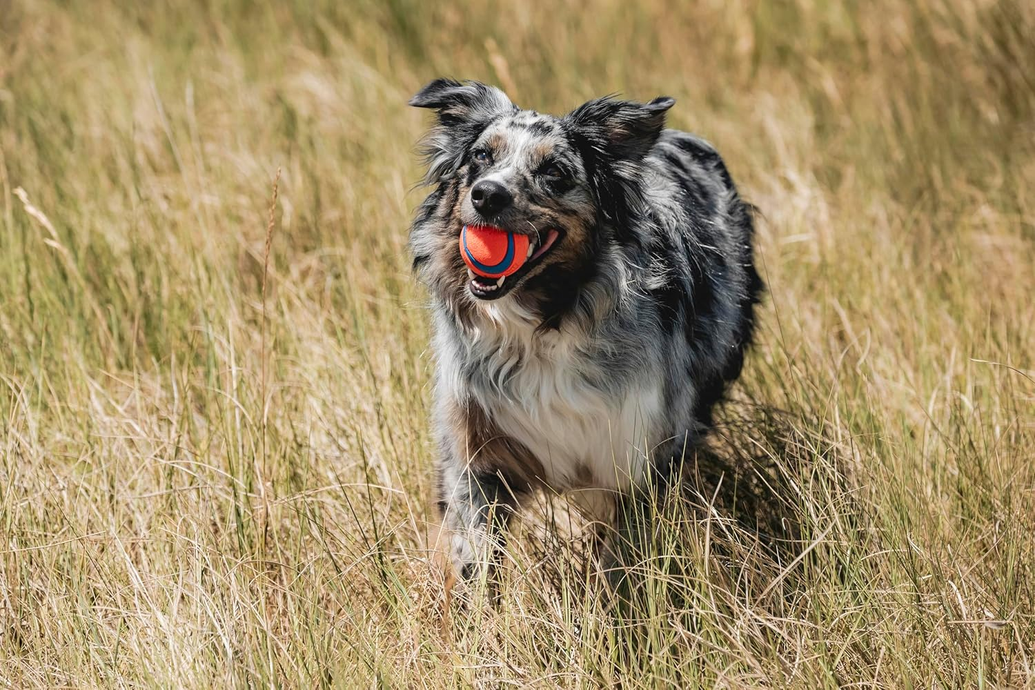 Chuckit! 17001 2.5-Inch Ultra Ball 2 Pack, Medium, Orange/Blue image number 6