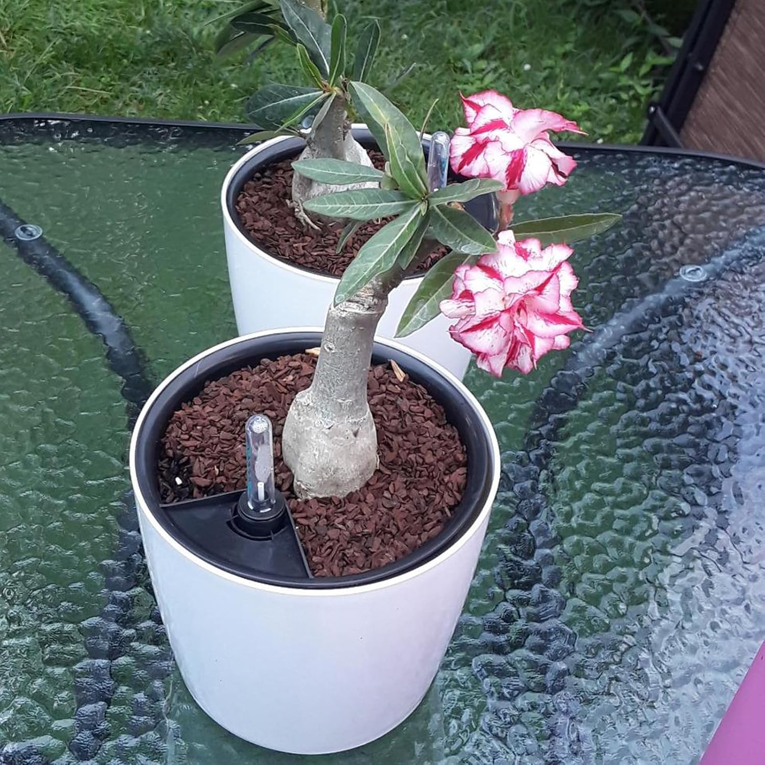 JOIKIT 4 Pack 7 Inches Self Watering Planter, White Plant Flower Pots with Water Level Indicator, Self Watering Pots for Indoor & Outdoor Succulents Plants Herb Garden image number 3