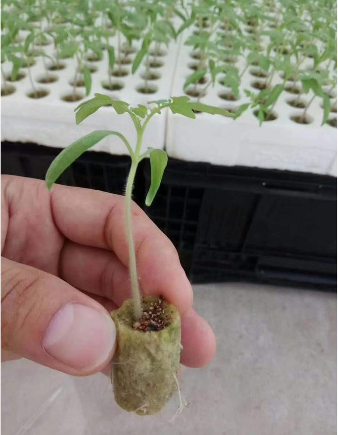 PETSOLA 50 Pieces Garden Flower Seed Starter Plugs Cubes Rock Wool Nursery Block image number 1