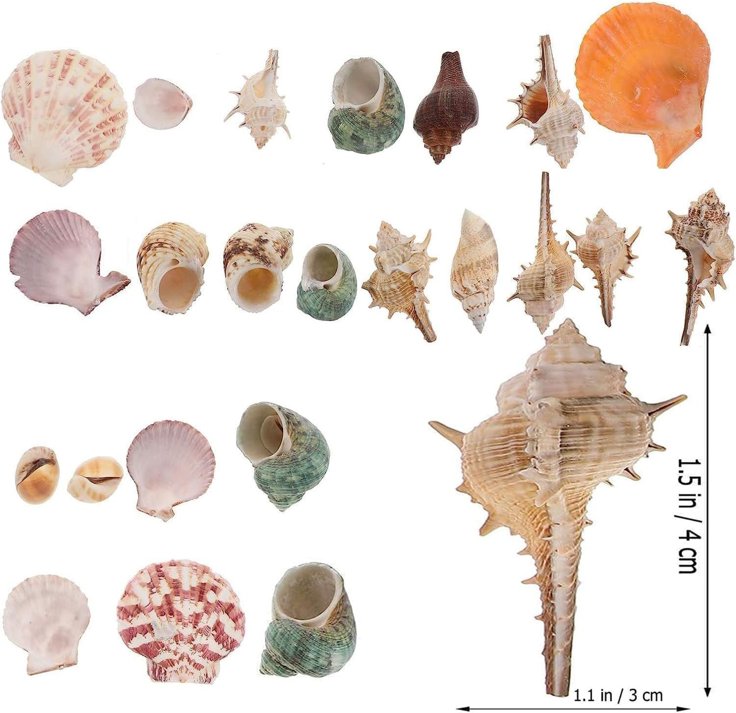 Mumoo Bear 200G Sea Shells Bulk Mixed Ocean Beach Seashells for Kids, Various Sizes Natural Sea Shell for Crafts, Home Decorations, Beach Theme Party, Wedding Decor, DIY Crafts, Crafting Shells image number 6