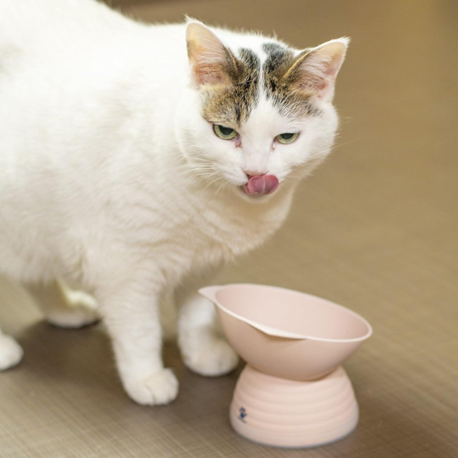 Miyamoto Sangyo Miya Wan Cat Foods Bowl Caline BR 601121 image number 3