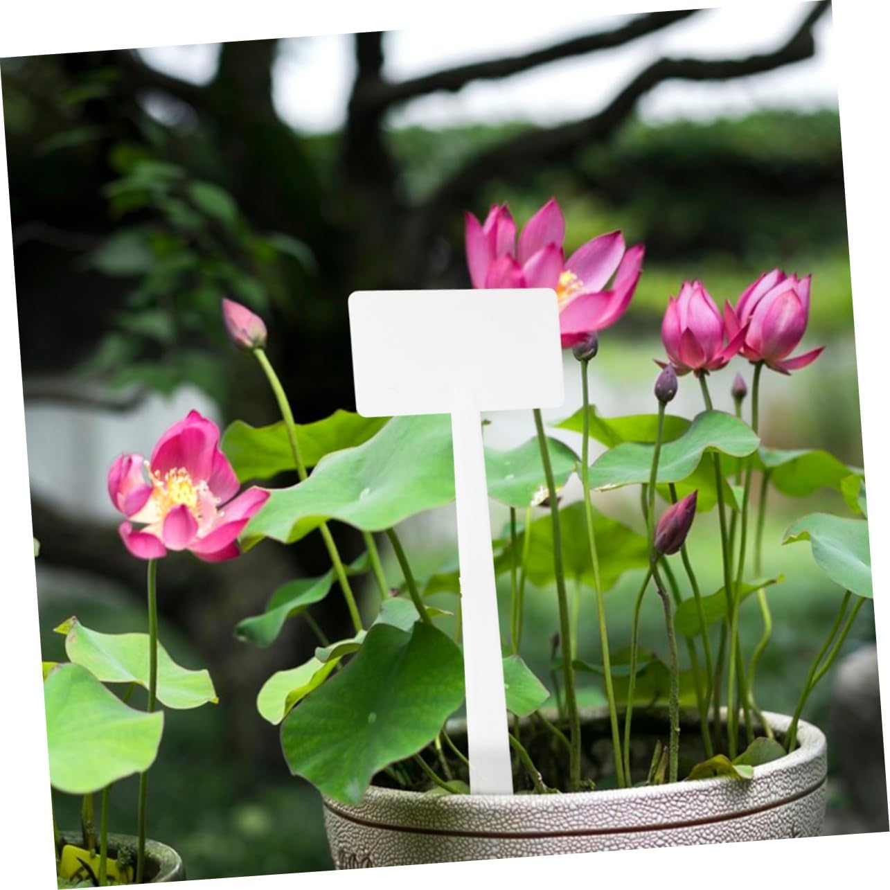 10Pcs Plant Tags Landscape Signs for Gardening Easy to Use Write Lightweight Safe for Plants for Garden Decoration image number 1