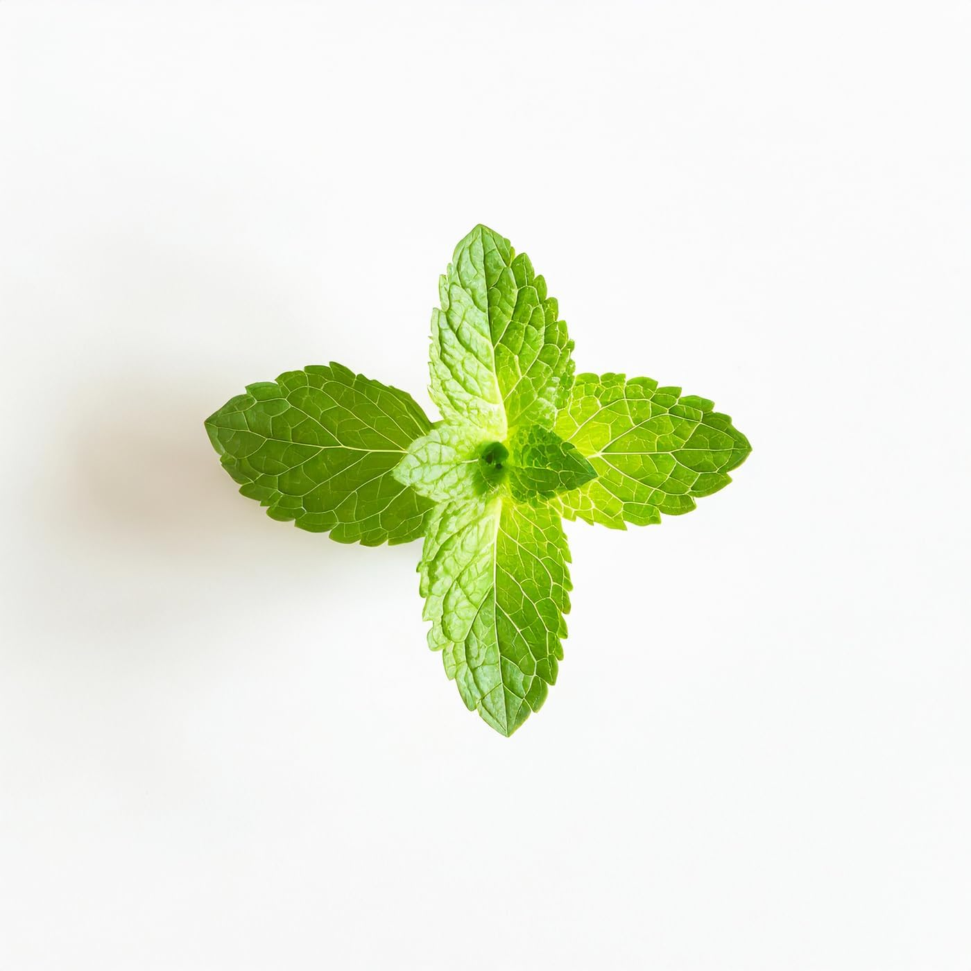 Essential Oxygen Certified BR Organic Brushing Rinse, All Natural Mouthwash for Whiter Teeth, Fresher Breath, and Happier Gums, Alcohol-Free Oral Care, Peppermint, 16 Ounce image number 5