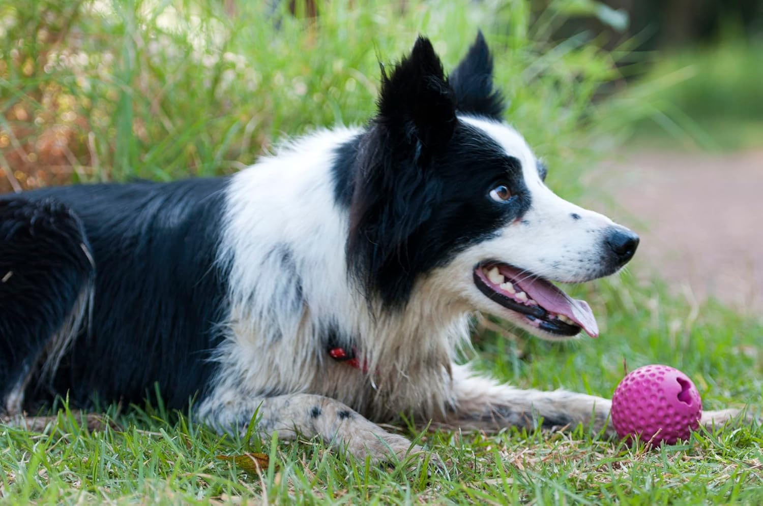 Rogz Gumz Ball Lime, Medium image number 2