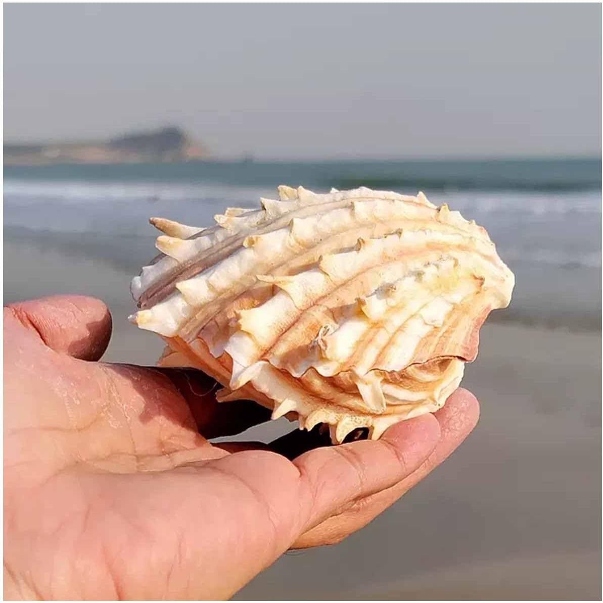 Shells,Conch Shell, Shells Natural Large Conch Shell 10-13Cm for Home Decorations,Diy Crafts(10~11Cm) image number 4
