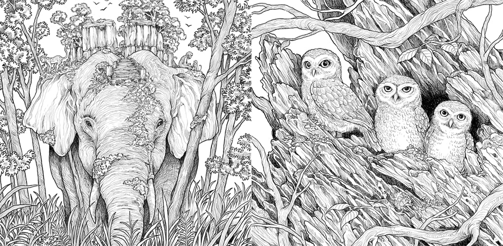 Fragile World: Colour Nature'S Wonders: Volume 2 image number 4