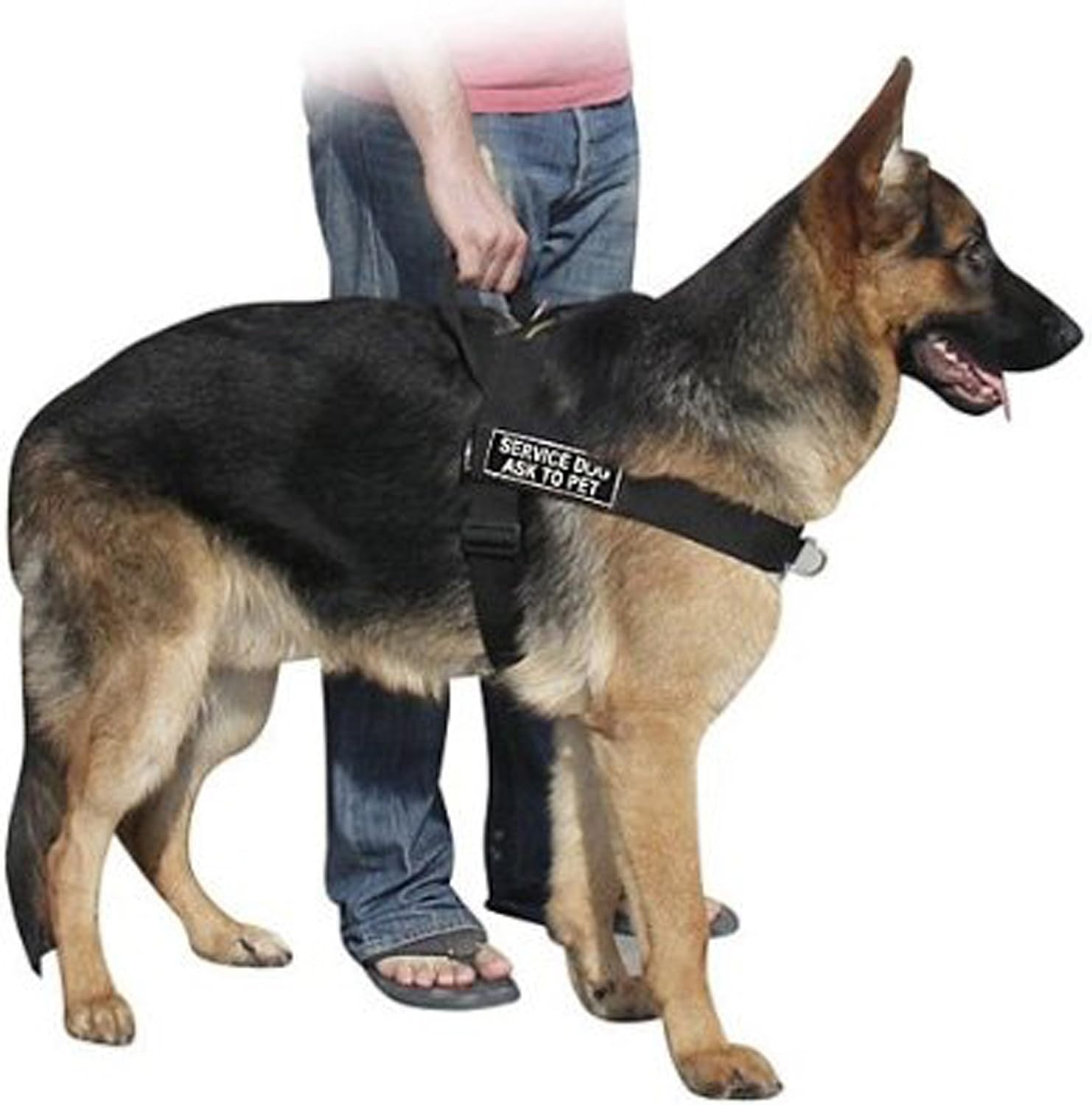 DT Universal No Pull Dog Harness, Service Dog Ask to Pet, Black, Large, Fits Girth Size: 31-Inch to 42-Inch image number 1