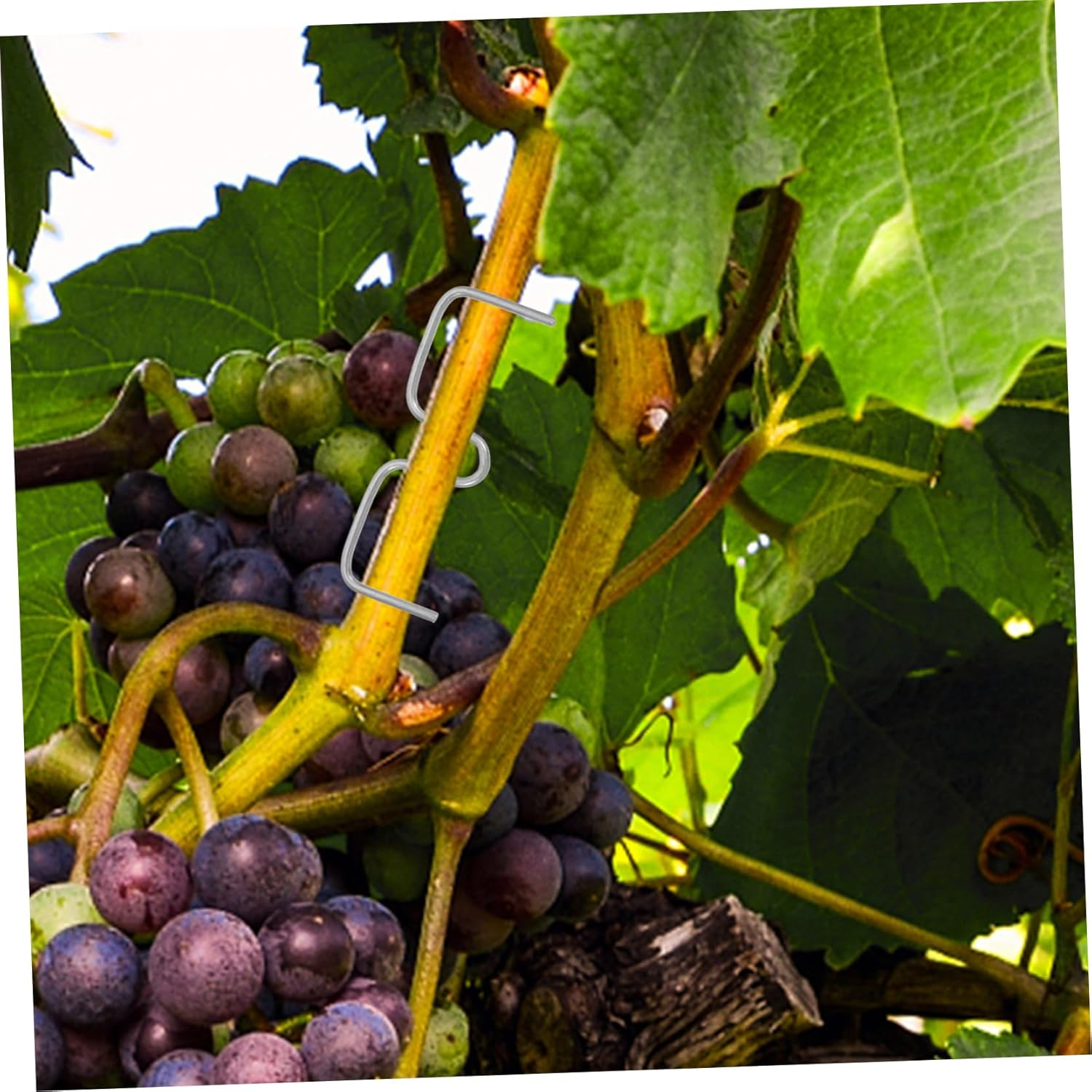 CAXUSD Plant Branch Spreader Clips Set for Apple Trees and Roses 8Cm M Shape 50 Count Gardening Twig Support Tools for Bending and Shaping Branches image number 4