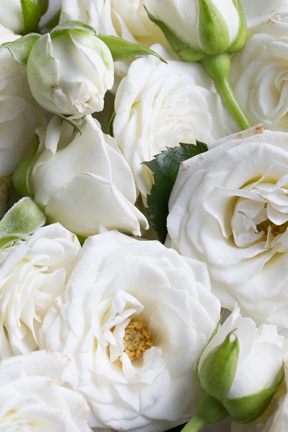 Korres White Blossom Renewing Body Cleanser