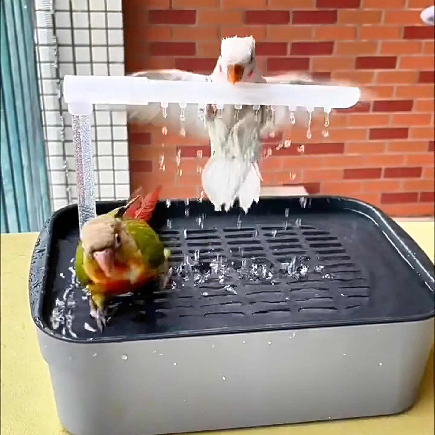 Bird Bath Box With image number 5