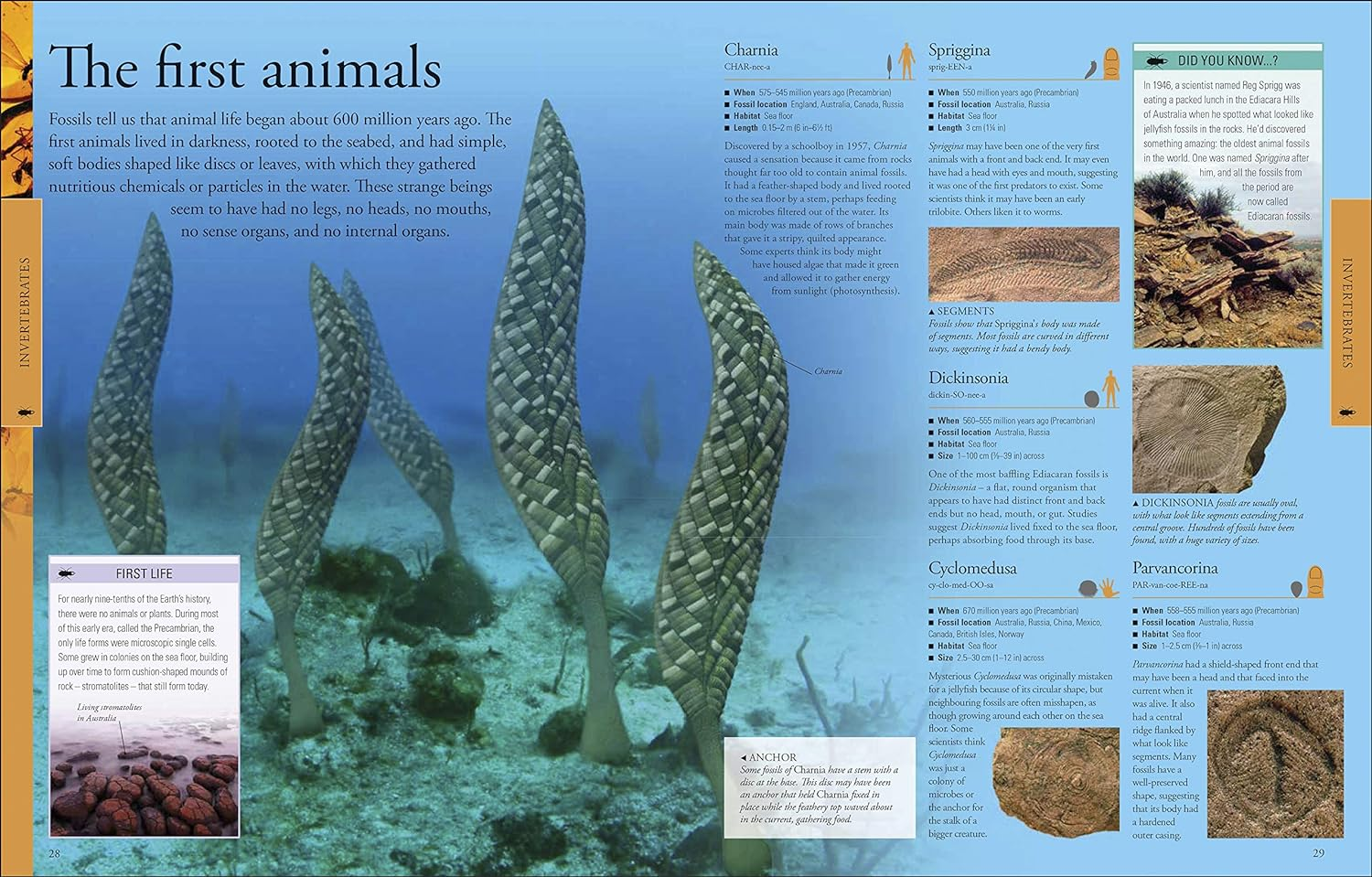 Dinosaurs a Children'S Encyclopedia image number 5