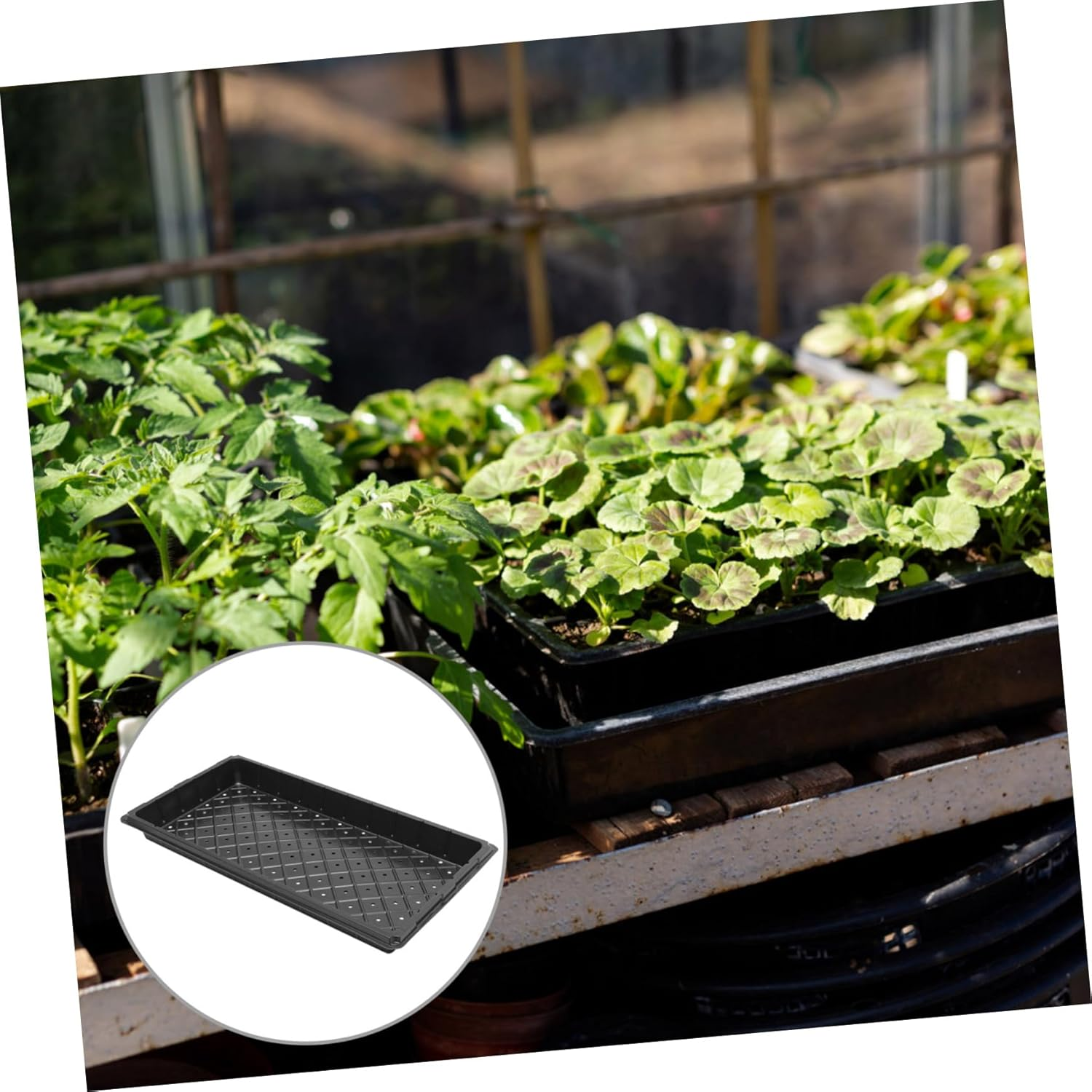 CIYODO Germination Tray Plant Growing Tray for Indoor Gardening Starting Accessory with Drainage Holes Reusable Nursery Supply for Flower Seedlings and Vegetable Propagation 5Pcs image number 6