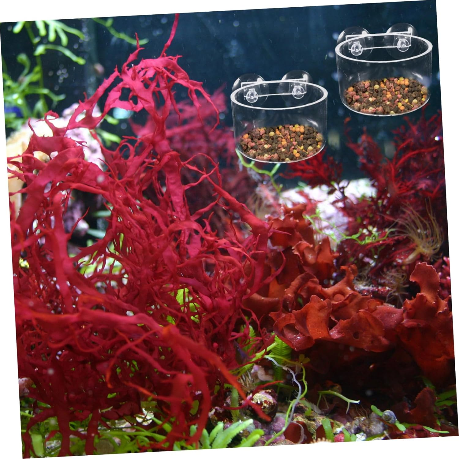 FUTUREORYY 4Pcs Aquarium Plant Holders Feeder Suction Cups for Hydroponic Aquatic Plants Space-Saving Fish Tank Decorations Safe for Pets Easy to Hang