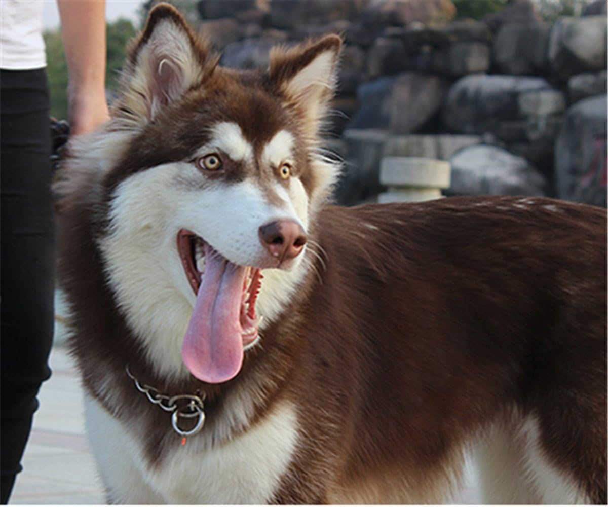 JWPC Stainless Steel P Chock Metal Chain Training Dog Pet Collars Necklace Walking Training Pet Supplies for Small Medium Large Dogs,50Cm image number 2