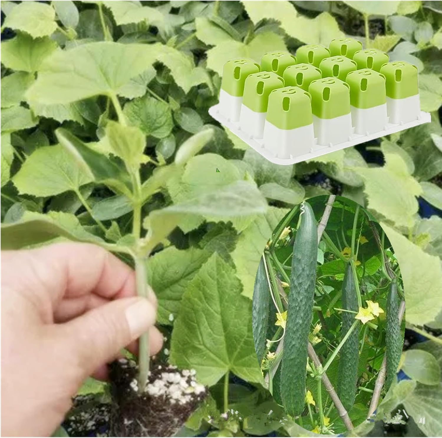 5Pcs Reusable Seed Starter Tray, Silicone Seeding Starter with Flexible Pop-Out Cells (60 Cells in Total), Plant Growing Trays for Seed Starter, Indoor Greenhouse Seeding Planting Growing(5Pcs,Green) image number 2