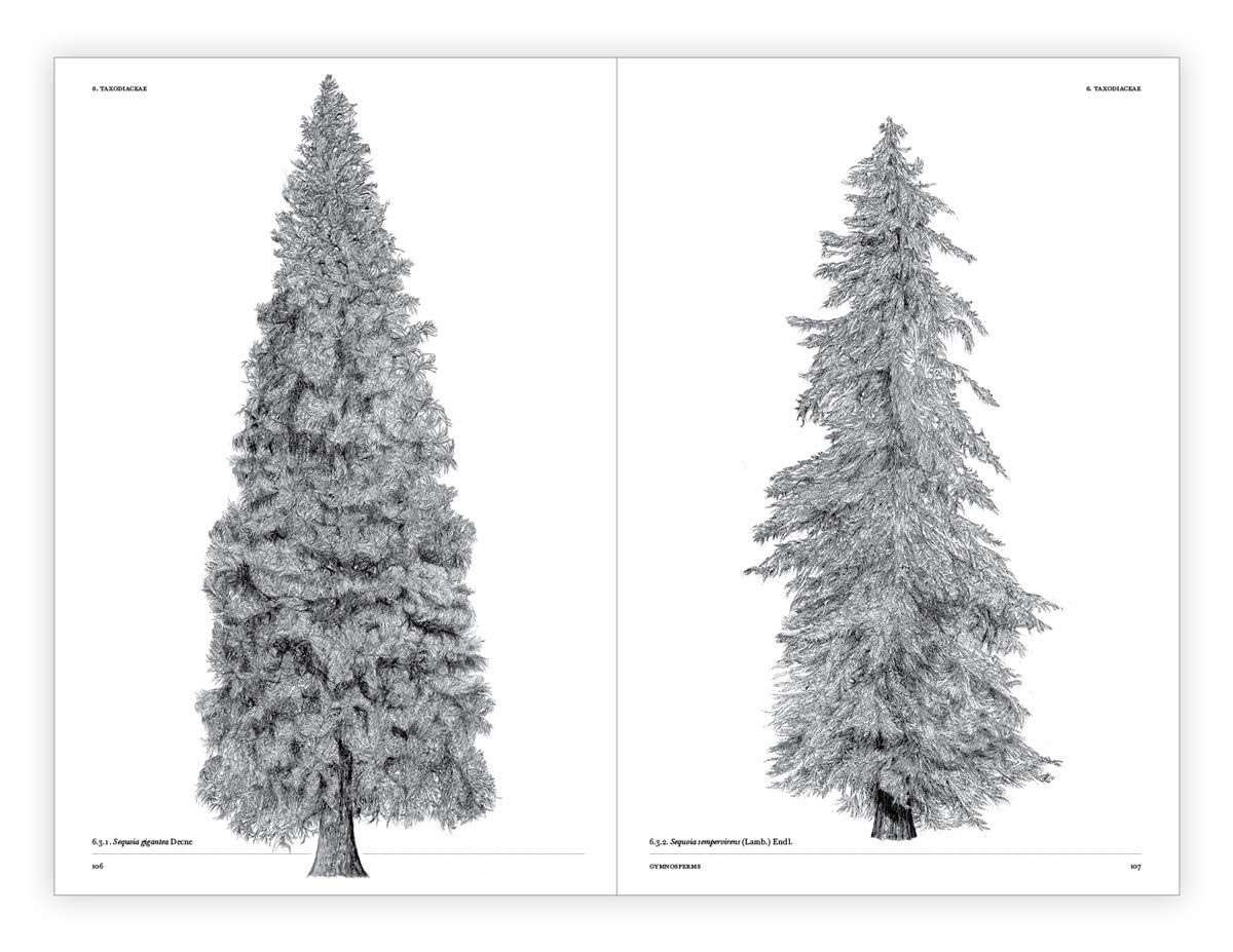 The Architecture of Trees image number 3