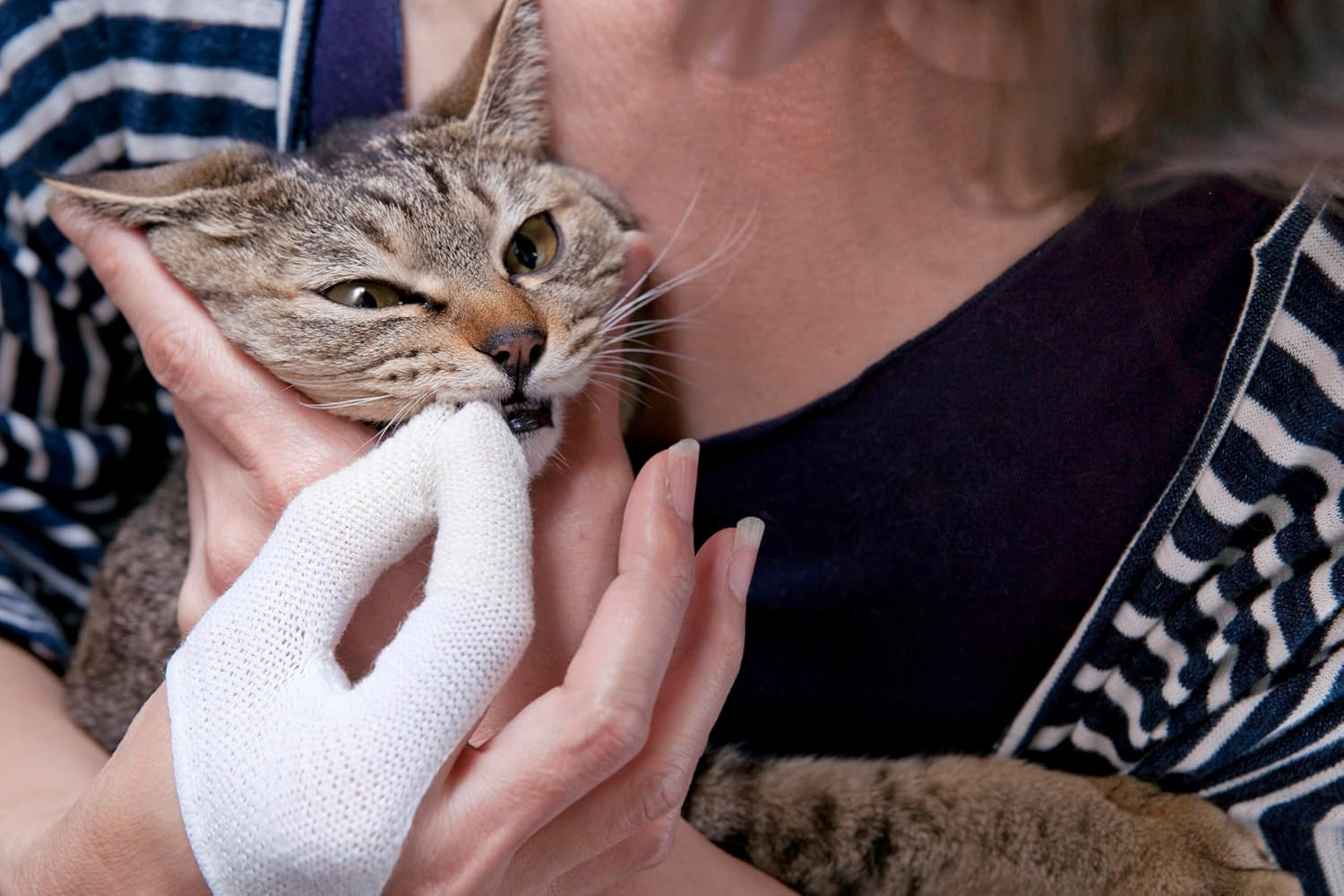 Mind up Cat Mouth Care Finger Toothbrush (Japan Import) ... image number 4