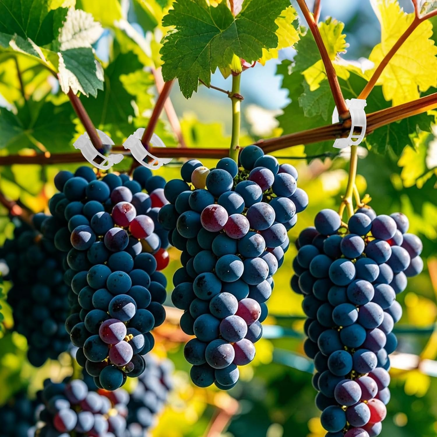 LMXMGRG Plastic Plant Clips Set,Plant Support Clips 100Pcs,2024 Upgrade Plant Vine Clips for Climbing Plants,Tomato,Plant Trellis Clips for Outdoor Makes Plants Healthier image number 1