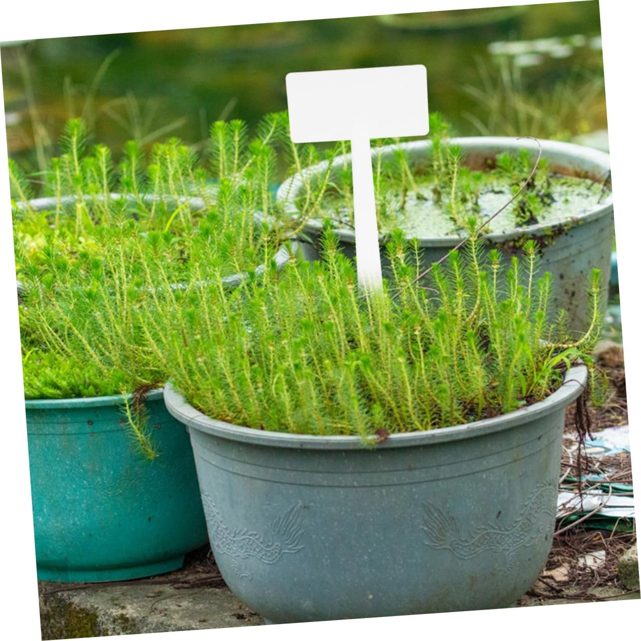 Yardenfun 10Pcs Gardening Signage Plastic Plant Labels Garden Plant Markers for Outdoor Garden Use image number 3