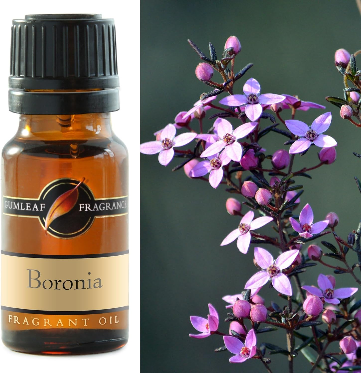 Gumleaf Fragrance Boronia Fragrant Oil - 10Ml, Cruelty Free & Vegan, Phthalate-Free Fragrance