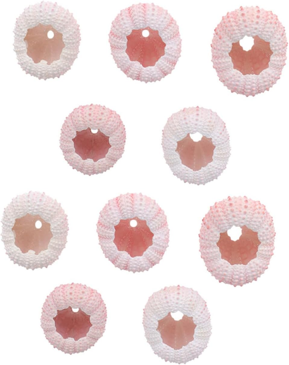 Cabilock 10Pcs Natural Sea Urchin Shell Air Plant Urchin Holder Miniature Gardening Decorations for Boys and Girls Party Supplies image number 2