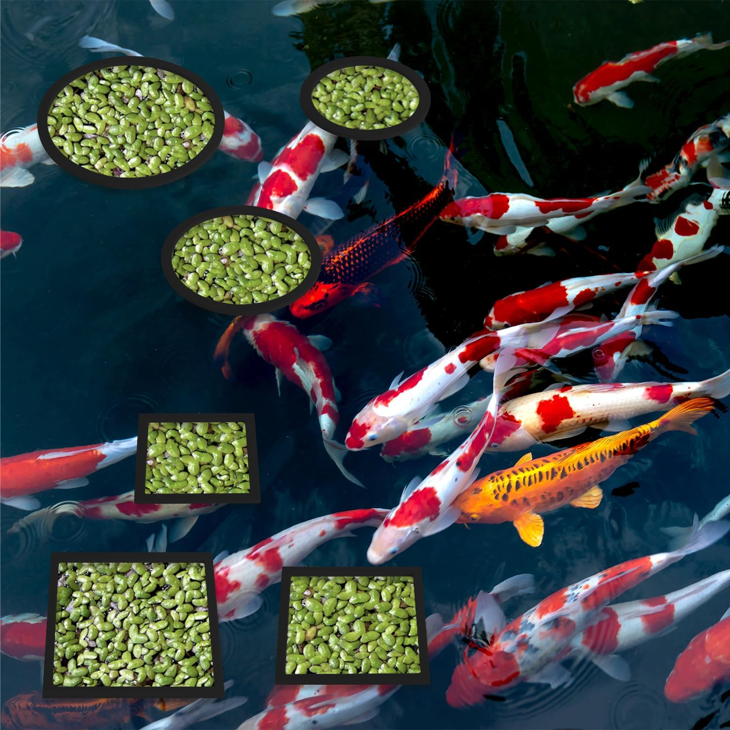 PEUTIER 6Pcs Fish Feeding Rings, Aquarium Floating Plant Rings, round & Square Fish Feeder Rings Floating Plant Corral Fish Tank Plant Ring for Bettas, Goldfish, Turtle Aquarium Accessories (Black) image number 1