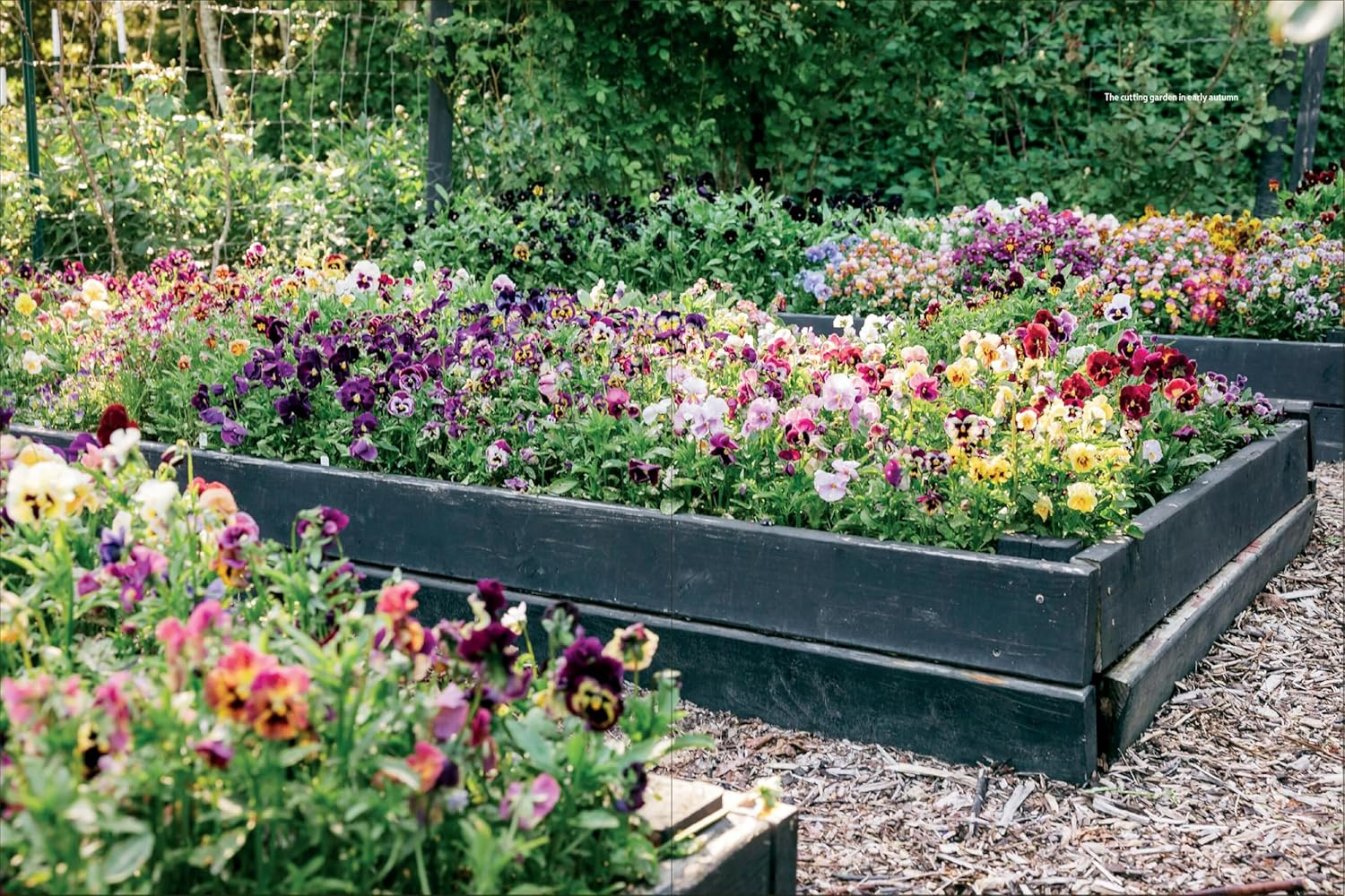 Pansies: How to Grow, Reimagine, and Create Beauty with Pansies and Violas image number 6