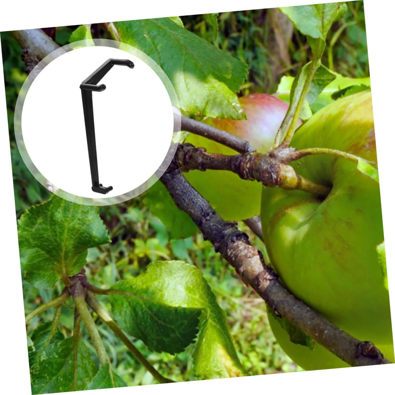 HANABASS 50Pcs Fruit Tree Limb Spreaders and Branch Clips for Gardening, Large Black Resin Stem Benders for Tree Branch Training and Shaping, Plant Support Tools for Orchard and Home Garden Use image number 3