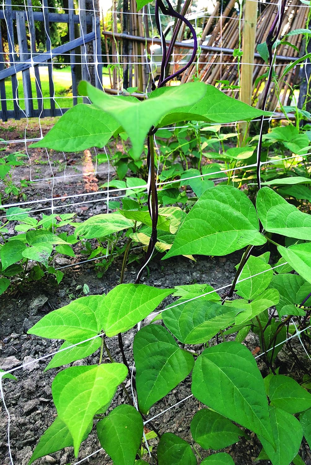 Tenax 100521793 Hortonova SM Plant Trellis Net, 48" X 328' White image number 2