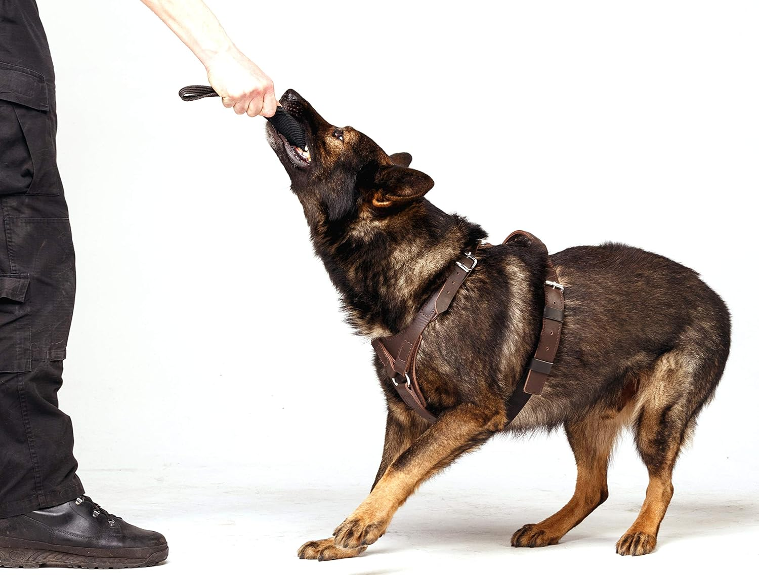 Dingo Gear Elite Dog Harness Hadmade of Leather, Durable, Strong, Dark Brown, M