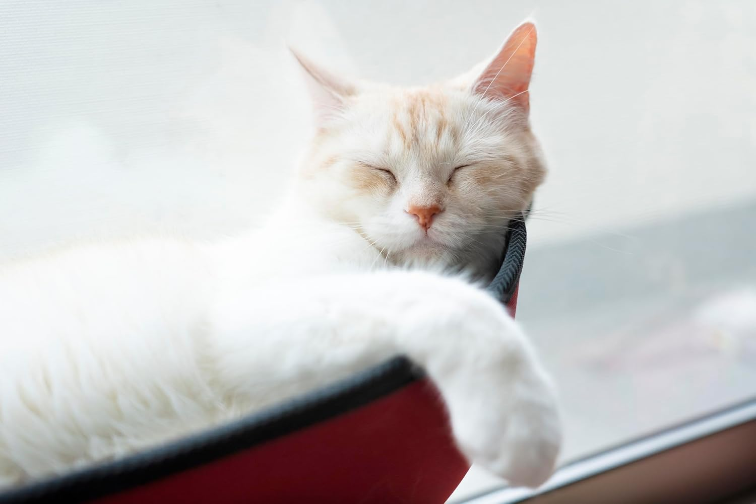 K&H Window Bed Kitty SILL GREY/KHBD6295GR/WINDOW 6295GR/WINDOW Bed Suction CAT Bed Screw Bed Suction CAT Bed Suction CAT Bed Grey/Screw CAT Bed Suction CAT Bed Grey CAT Bed image number 6