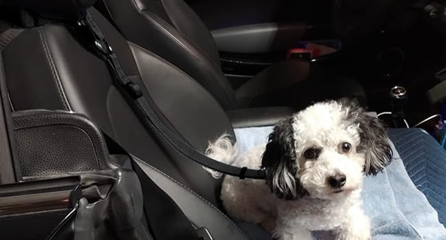 2 Packs Dogs Seat Belt Strap Car Headrest Restraints Adjustable Cat Safety Nylon Fabric Vehicle Seatbelts Harness image number 6