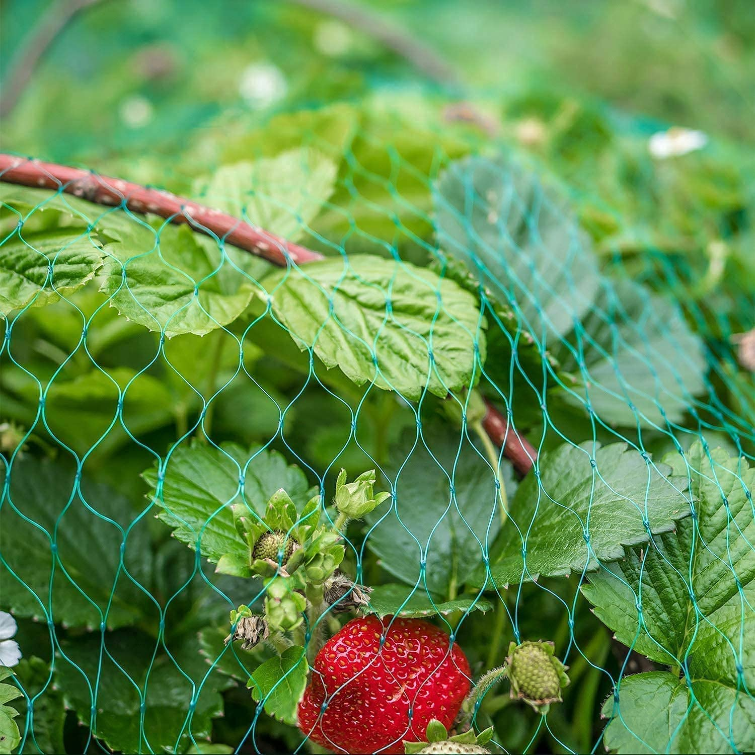 Nylon anti Bird Protection Net,1 Garden Netting Green anti Bird Protection Net Mesh,Garden Netting anti Bird Protection Net,Green anti Bird Net Protects Seedlings Net,Anti Bird Netting Garden Netting image number 4