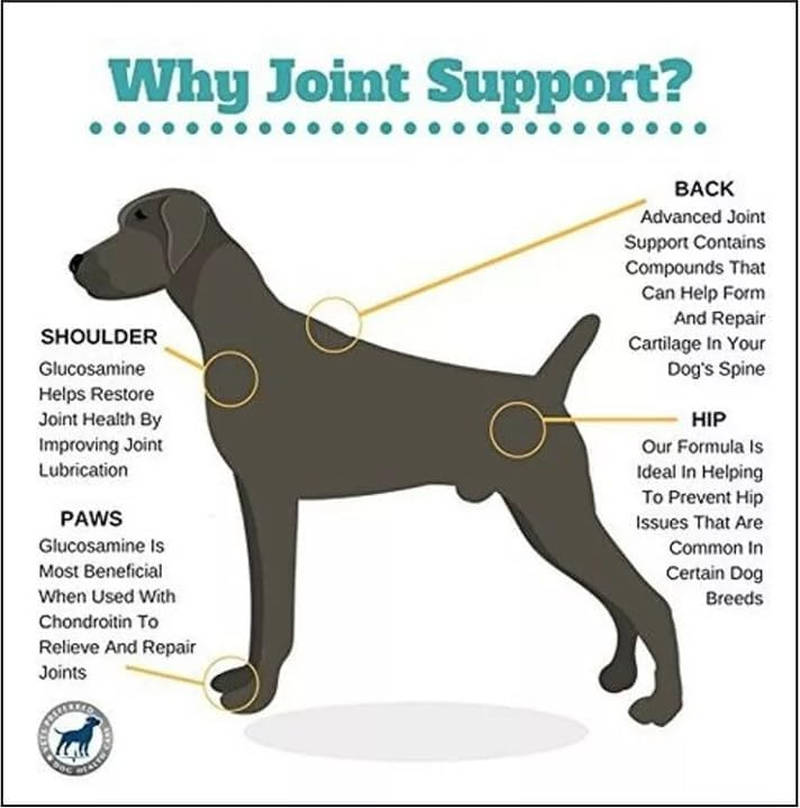 Canine MSM Chondroitin Glucosamine Powder Dog Joint Arthritis Dysplasia (1000Gm) image number 3