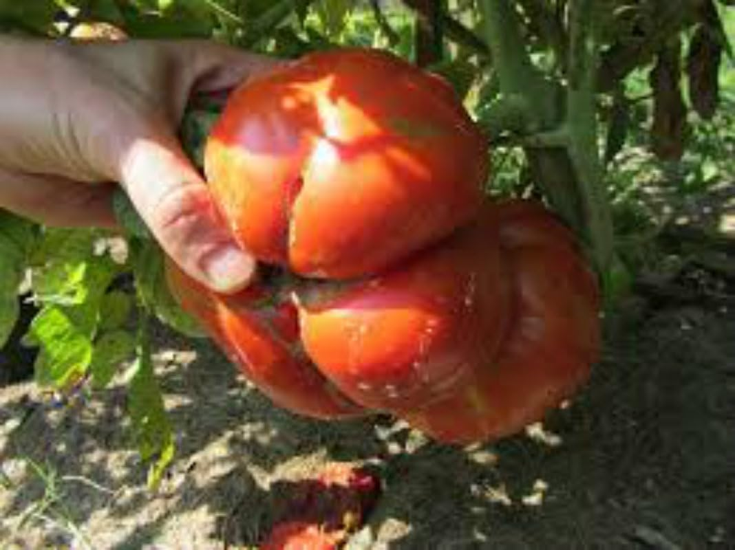 Tomato Aussie 20 Seeds