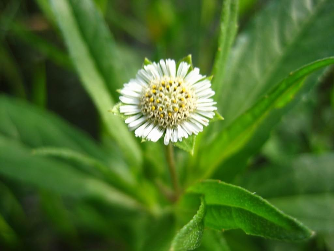 Foodherbs Bhringraj/Karisalangani/Eclipta Alba Powder (200 Gm/0.2Kg) for Hair Follicle Strength, Control of Hairfall, Promotes Hair Growth image number 3