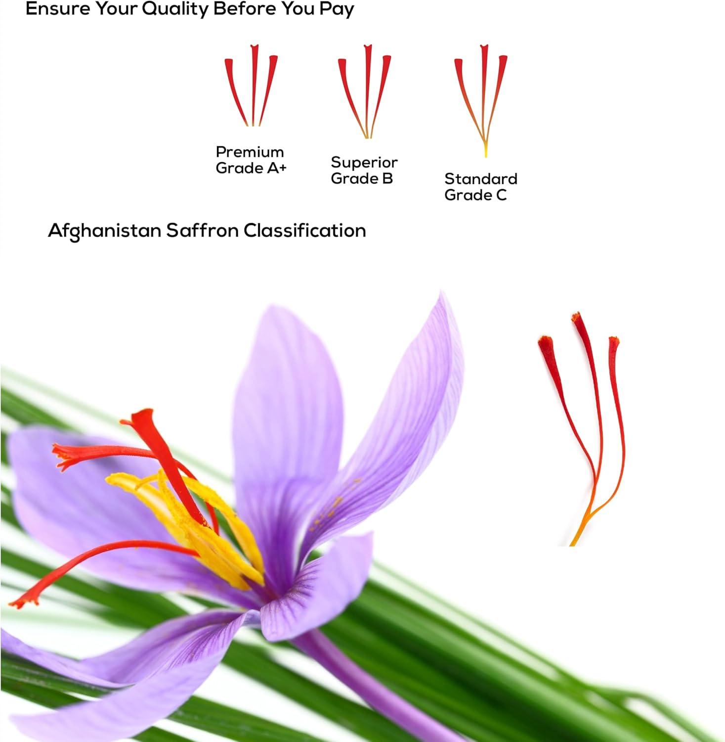 Premium Quality Saffron Threads | Awarded among 300 Types of Saffron | 100% Pure & Grade A+ | All Natural Red Saffron, Zafran, Azafran, Kesar | Superior Saffron Spice for Paella, Tea, Any Foods (1 Gram) image number 4