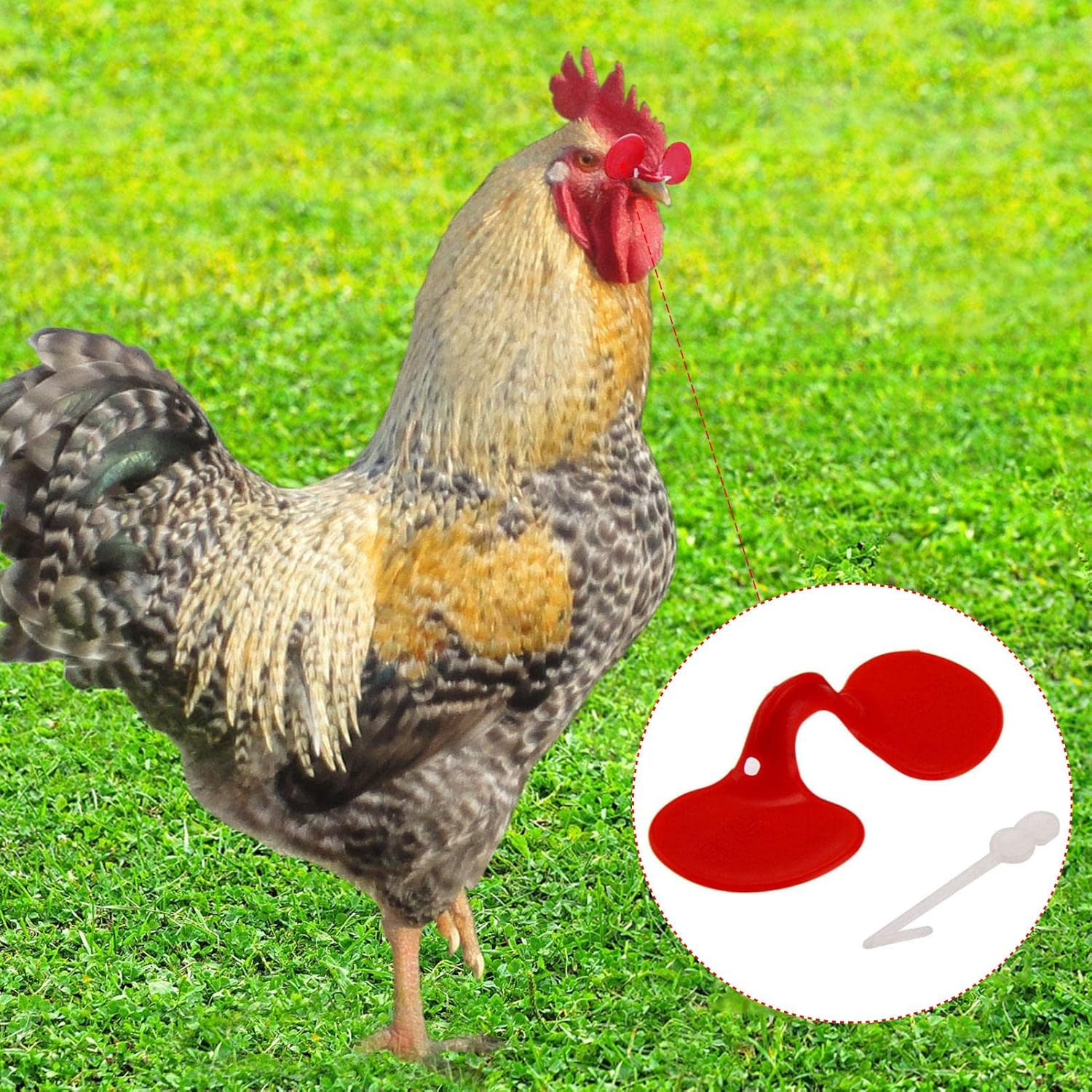 Poultry Eyes Peeper Glasses,Small Anti-Pecking Poultry Blinders Chicken Spectacles | Chicken Equipment Supplies Poultry Spectacles Seta-Au image number 1