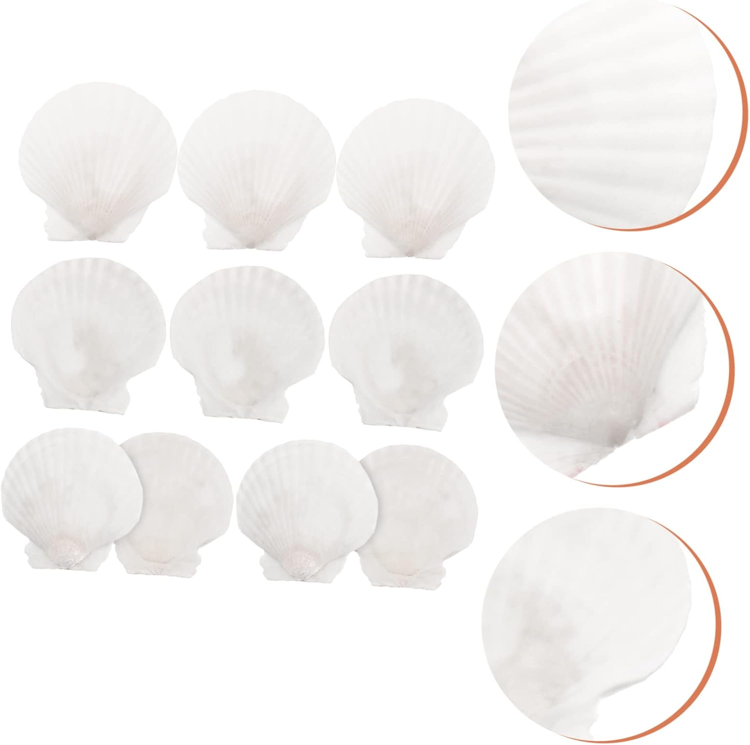 10Pcs Natural White Scallop Shells for DIY Crafts Home Decoration Aquarium Ornaments and Seasonal Projects image number 5