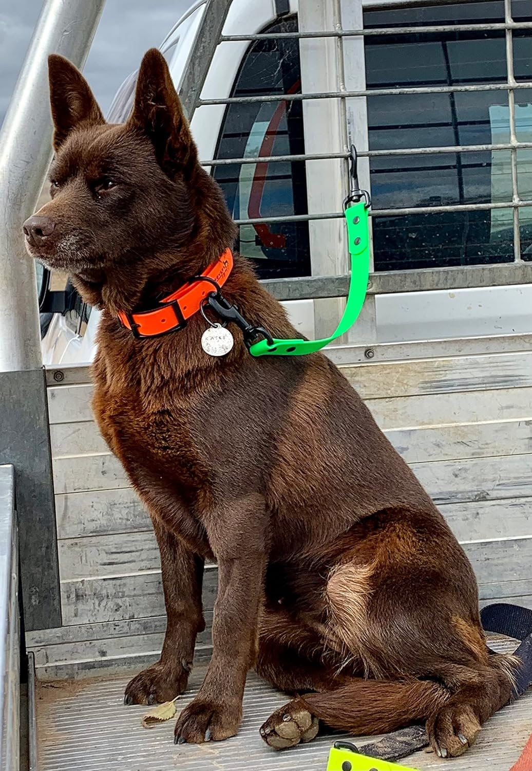 DROVERS Dog and Co Biothane Ute Tie - Super Tuff - Bright Colours - Light Weight - Handy Tie - Easy Clean (Yellow) - Blue image number 4