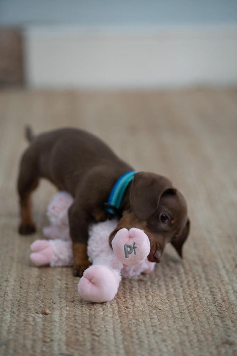 Petface (Little Petface) Peony Pig Plush Dog Toy (Pack of 1) image number 5