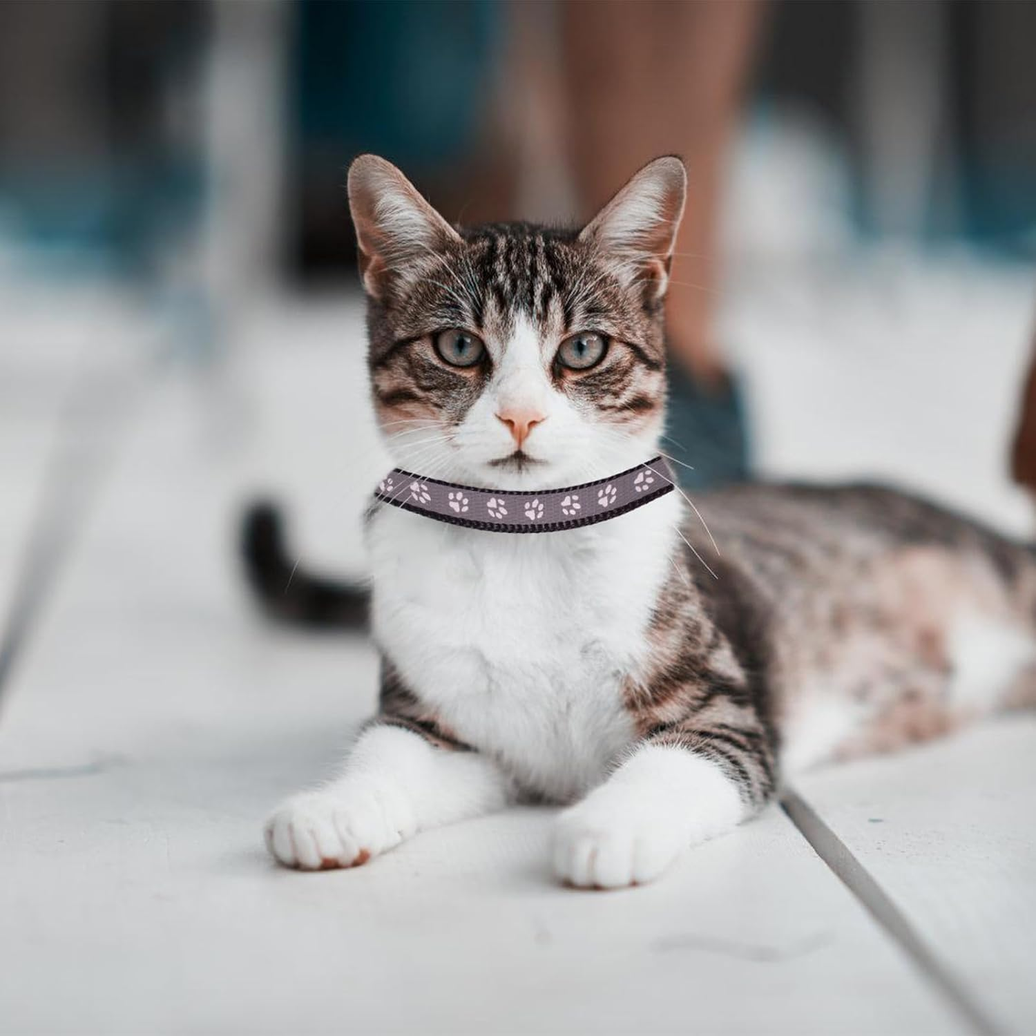 6 Pieces Pet Kitten Collars, Adjustable Kitten Collar, Reflective Cat Collar Pack with Bell, Kitten Collar Safety Quick Release Buckle, for Girl Male Cats Pet Supplies Stuff Accessories (Multicolorc) image number 4